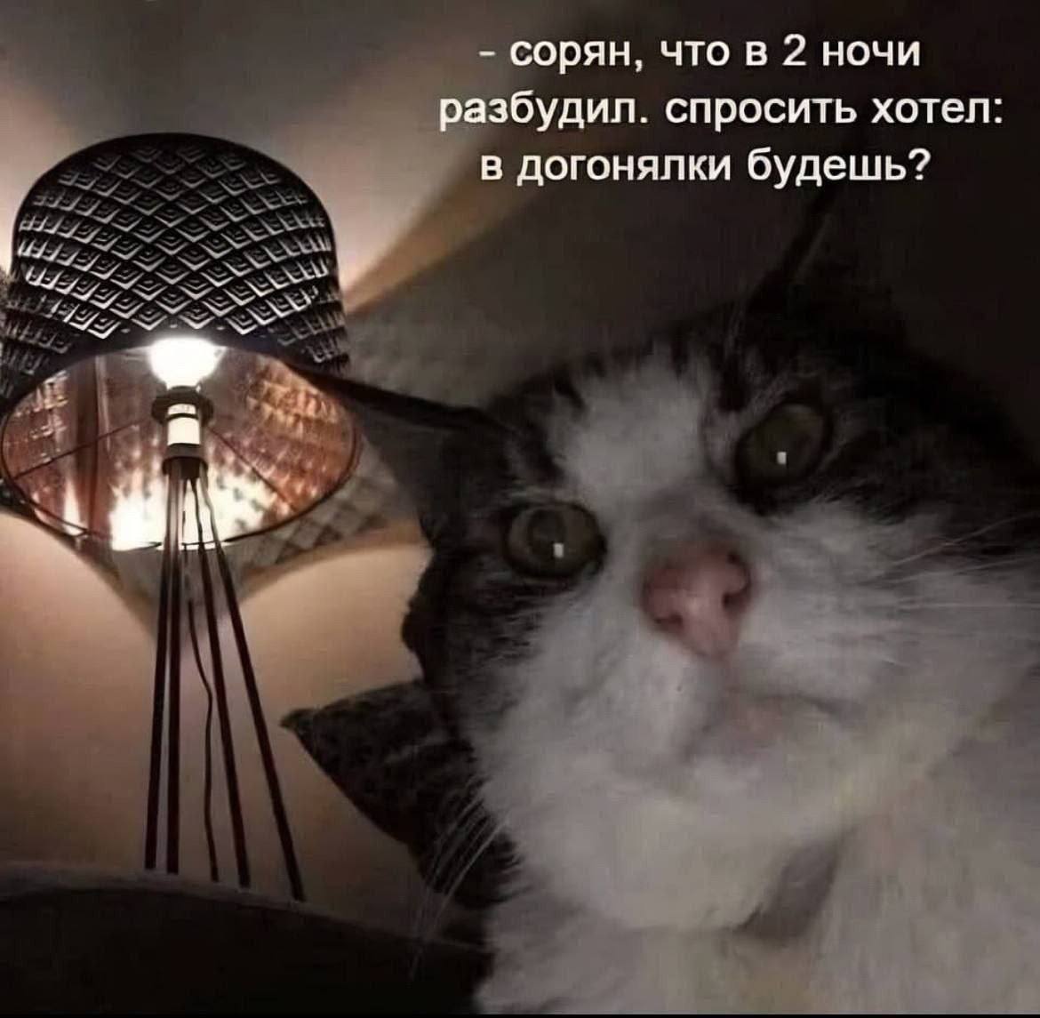 сорян, что в 2 ночи разбудил. спросить хотел в догонялки будешь?