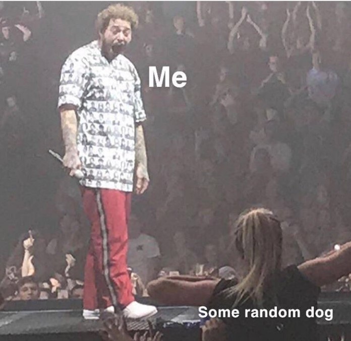3 к че Some random dog