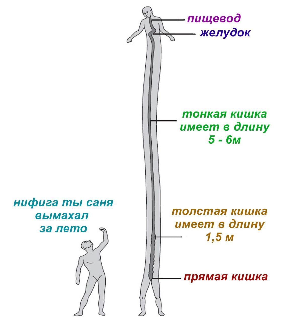 пищевод желудок тонкая кишка имеет в длину нифига ты саня вымахал толстая кишка за лето имеет в длину 1,5 прямая кишка