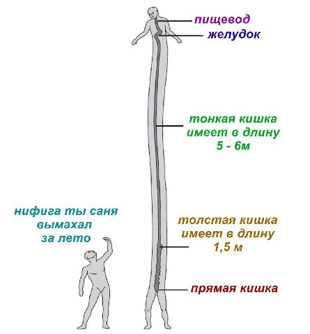 пищевод желудок тонкая кишка имеет в длину нифига ты саня вымахал толстая кишка за лето имеет в длину 1,5 прямая кишка