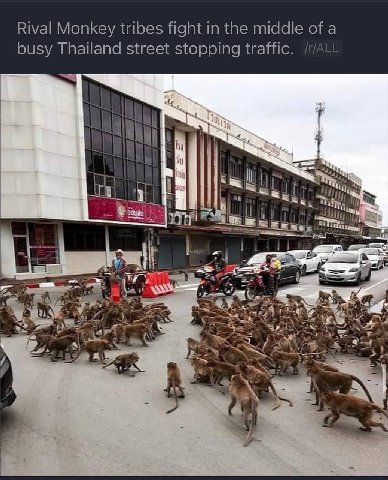 Rival Monkey tribes fight in the middle of a busy Thailand street stopping traffic. 4< 2/3 2