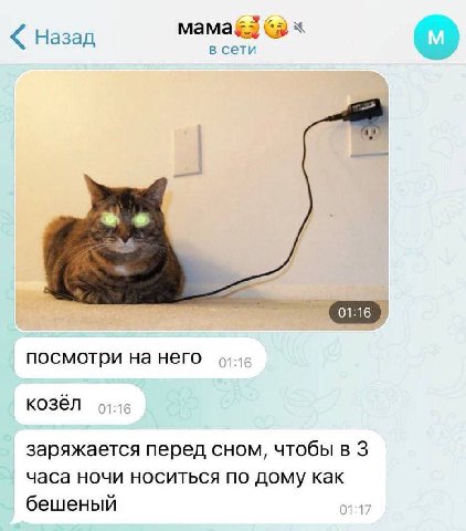 Назад в сети посмотри на него козёл заряжается перед сном, чтобы в 3 часа ночи носиться по дому как бешеный