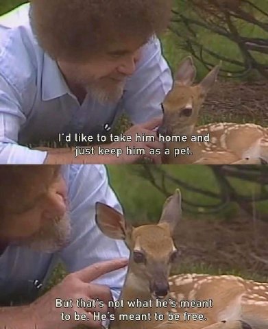 like to take him home and у just keep him а pet. А и But that’s not what he’s meant to be. He’s meant to be free.