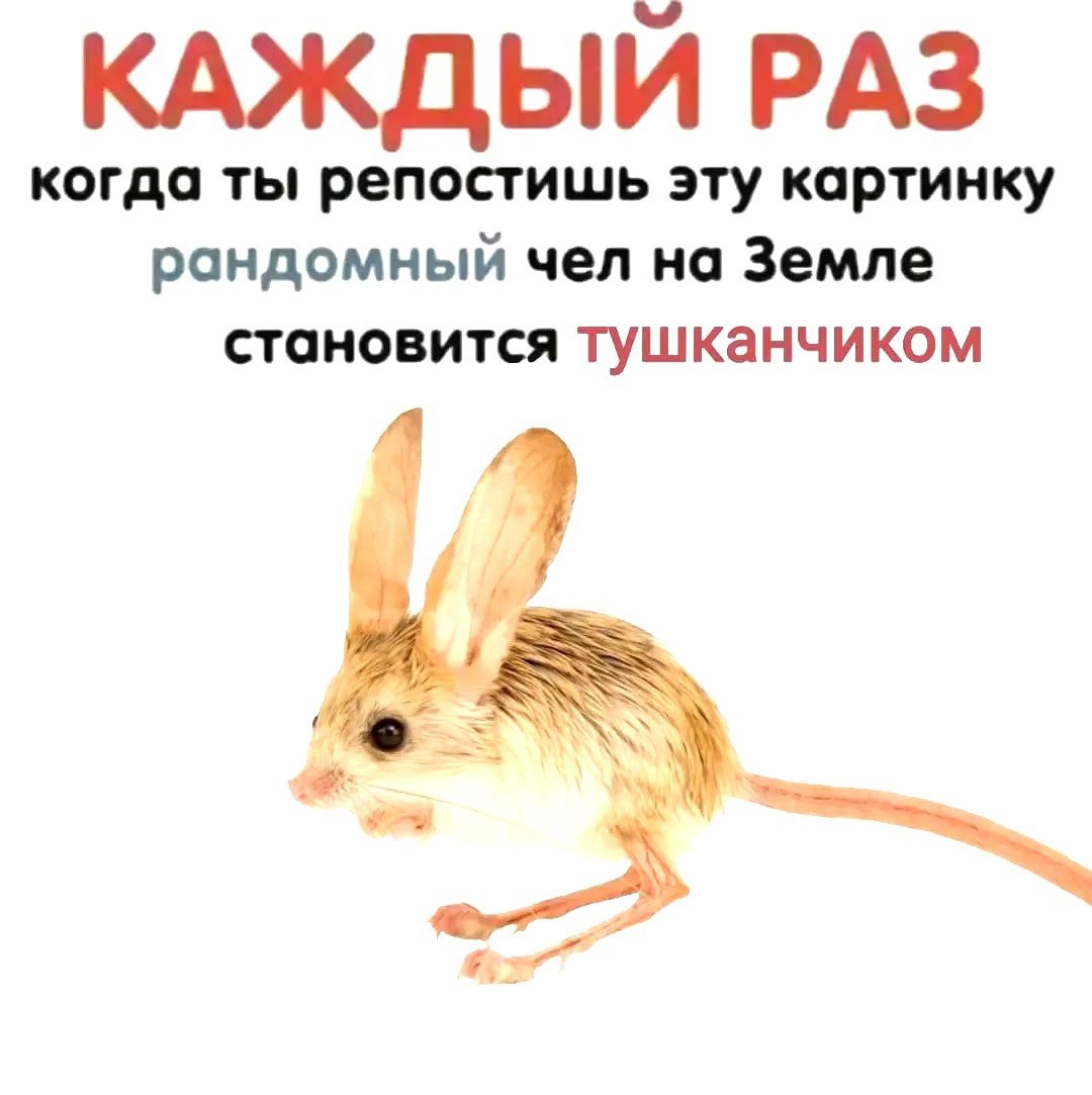 КАЖДЫЙ РАЗ когда ты репостишь эту картинку рандомный чел на Земле становится тушканчиком 4 9