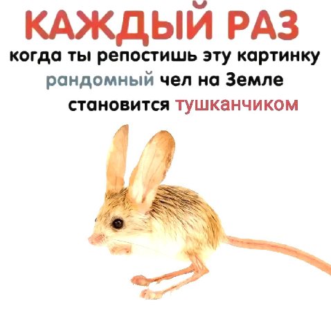 КАЖДЫЙ РАЗ когда ты репостишь эту картинку рандомный чел на Земле становится тушканчиком 4 9