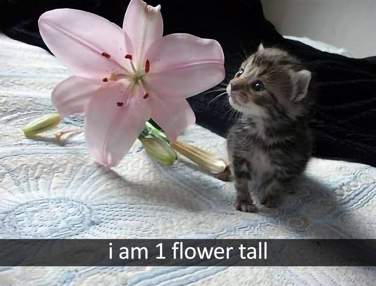 i am 18 flowers tall