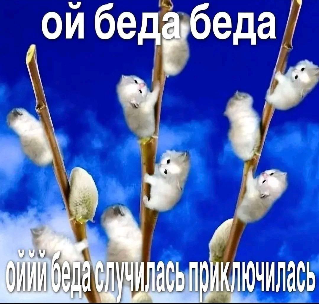 бед беда