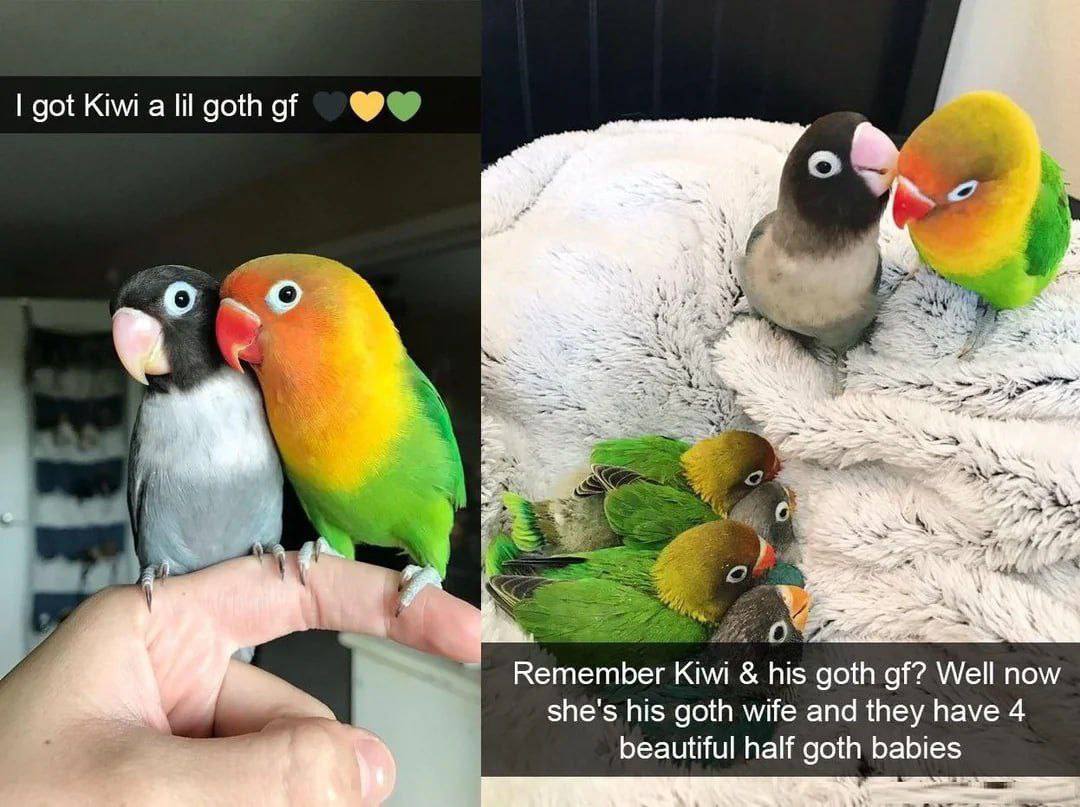 got Kiwi а lil goth of У 4 О Remember his Well now she's his goth wife and they have 4 beautiful half