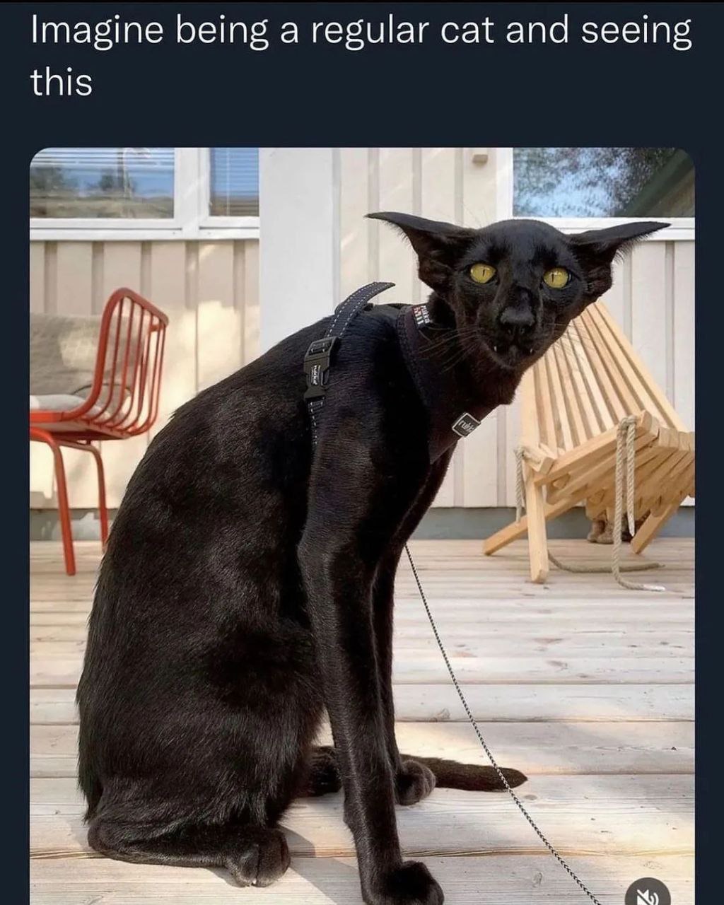 Imagine being a regular cat and seeing this