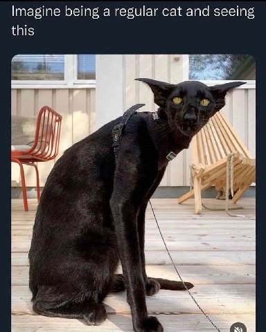Imagine being a regular cat and seeing this