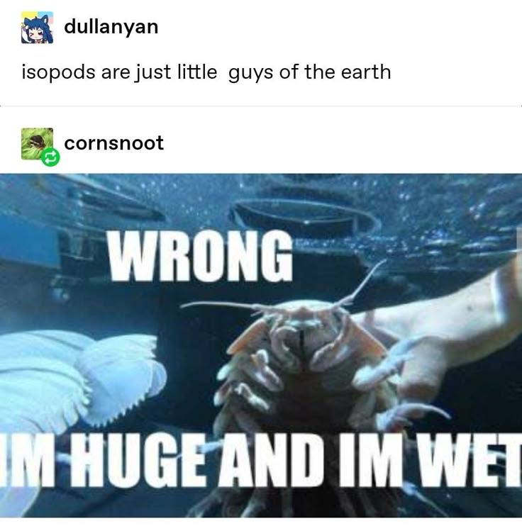 dullanyan isopods are just little guys of the earth cornsnoot