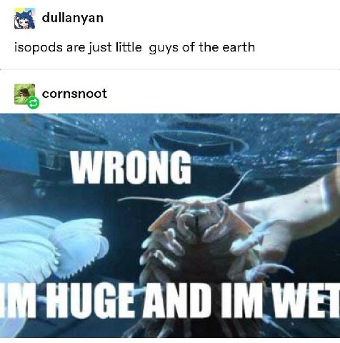 dullanyan isopods are just little guys of the earth cornsnoot
