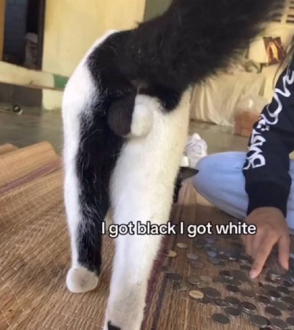 у got white