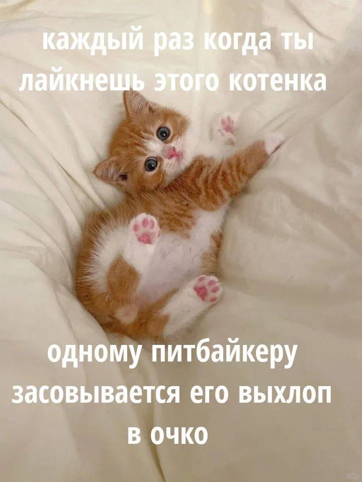огда 1 КОТенка одному питбайкеру засовывается его выхлоп В ОЧКО