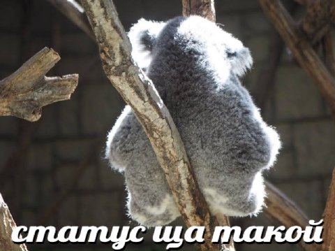 такой