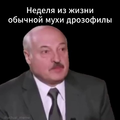 Неделя из жизни обычной мухи дрозофилы