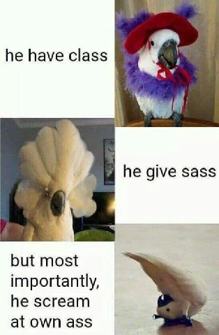 he have class he give sass but most importantly, he scream at own ass
