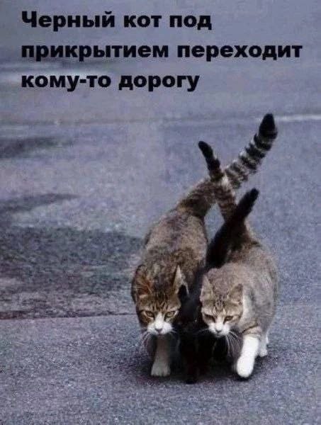 Черный кот под прикрытием переходит кому-то дорогу