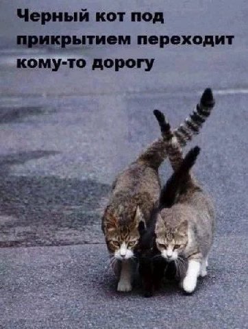 Черный кот под прикрытием переходит кому-то дорогу