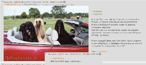 Аноним Суб 02 Фев 2013 18:57:03 #144 №42755742 [8 показана уменьшенная копия, оригинал по клику. бабушки сериалы А у нас был пес-афган. Черный, громадный и и тощий, не такой мохнатый как пикрелейтед. 