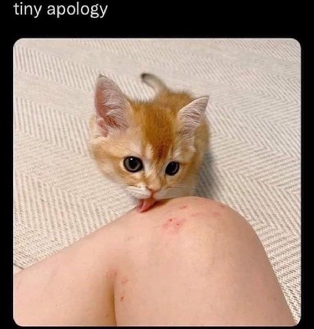tiny apology