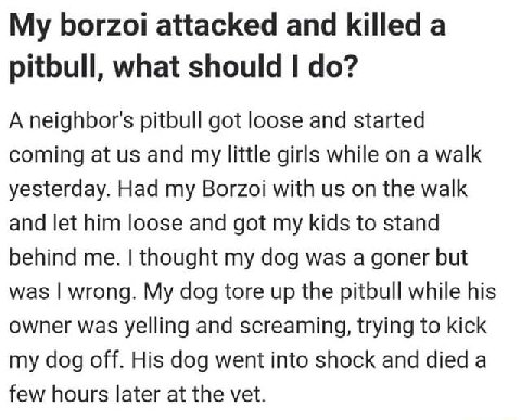My borzoi attacked and killed а pitbull, what should A neighbor's pitbull got loose and started coming at and my little girls while on a walk yesterday. Had my Borzoi with on the walk and let him loos