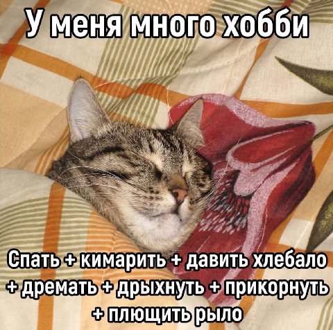 У меня много давить премать дрыхнуть прикорнуть рыло