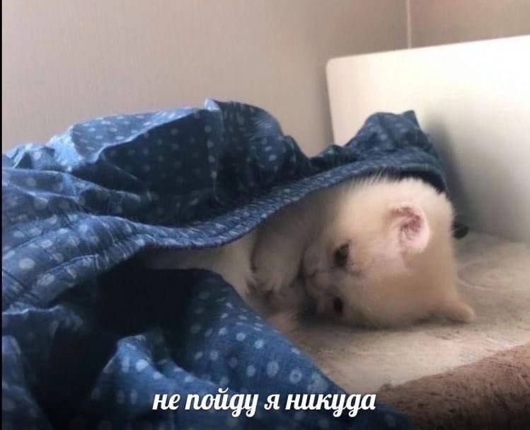 не пойду я никуда