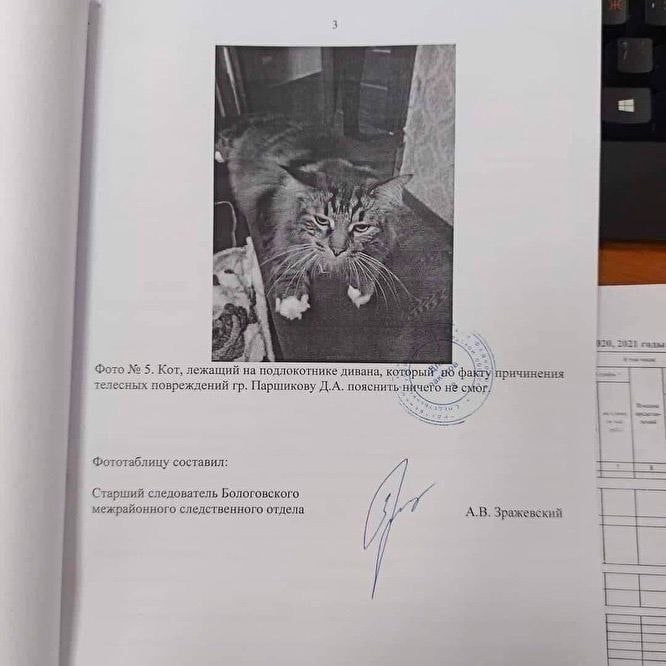 4 i 4 we 3 a= i газы Фото 5. Кот, лежащий на подлокотнике дивана; факту причинения телесных повреждений Паршикову Д.А. пояснить He Фототаблицу составил: и Старший следователь Бологовского, межрайонног