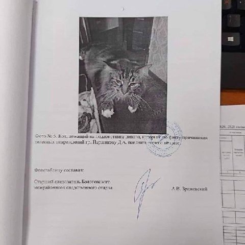 4 i 4 we 3 a= i газы Фото 5. Кот, лежащий на подлокотнике дивана; факту причинения телесных повреждений Паршикову Д.А. пояснить He Фототаблицу составил: и Старший следователь Бологовского, межрайонног
