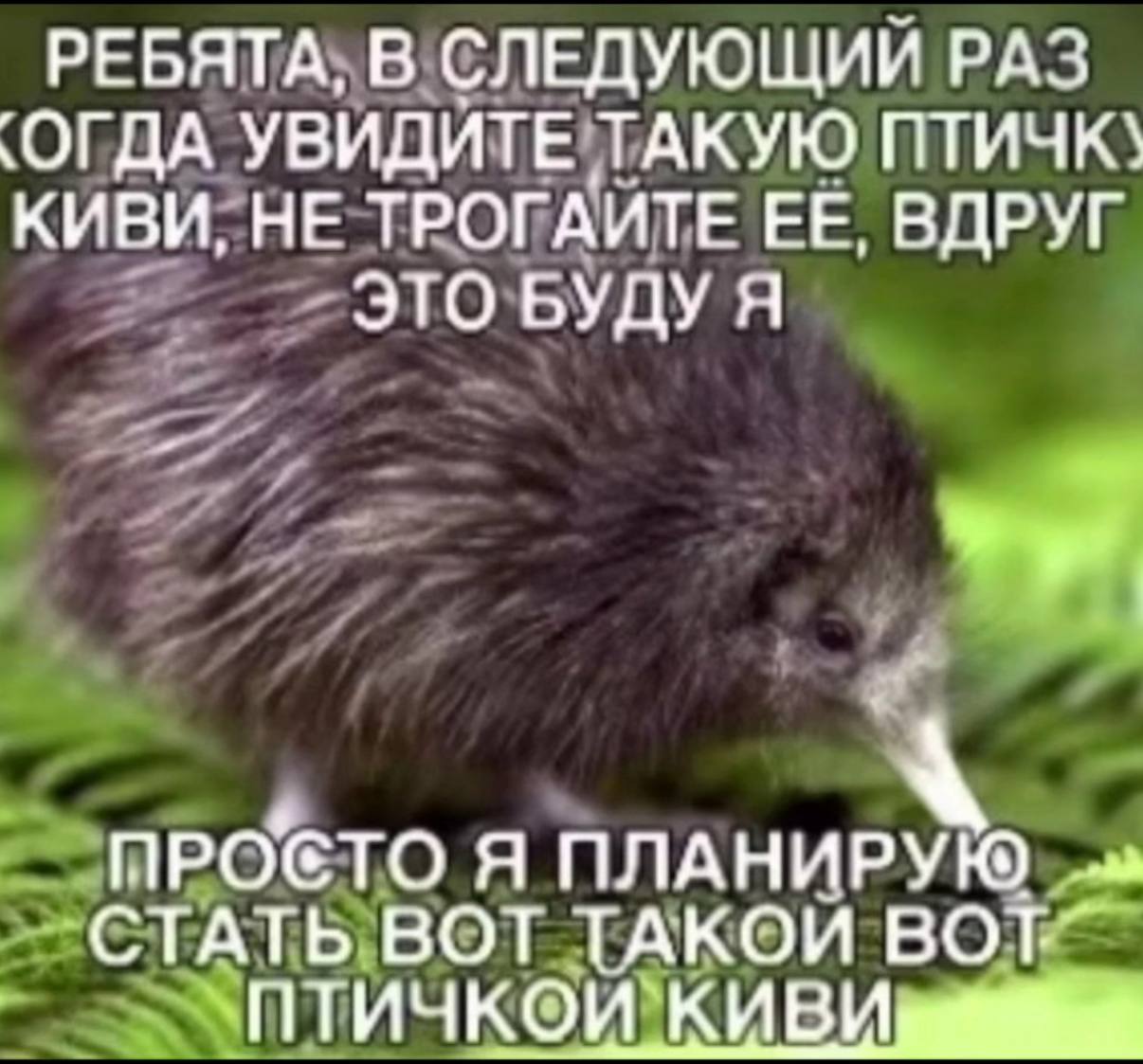 РЕБЯТА, В СЛЕДУЮЩИЙ РАЗ УВИДИТЕ ТАКУЮ ПТИЧК\ КИВИ, НЕ ТРОГАИТЕ ЕЕ, ВДРУГ ЭТО БУДУ Я ПРОСТО Я ПЛАНИРУЮ ВОТ ТАКОЙ `ПТИЧКОИ`