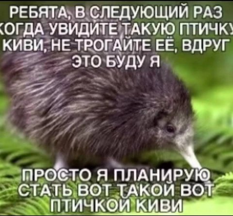 РЕБЯТА, В СЛЕДУЮЩИЙ РАЗ УВИДИТЕ ТАКУЮ ПТИЧК\ КИВИ, НЕ ТРОГАИТЕ ЕЕ, ВДРУГ ЭТО БУДУ Я ПРОСТО Я ПЛАНИРУЮ ВОТ ТАКОЙ `ПТИЧКОИ`