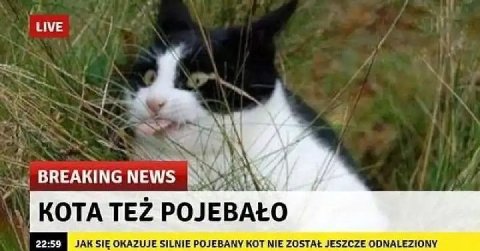 LIVE BREAKING NEWS КОТА ТЕР EBALO OKAZUJE SILNIE 'КОТ NIE JESZCZE ODNALEZIONY