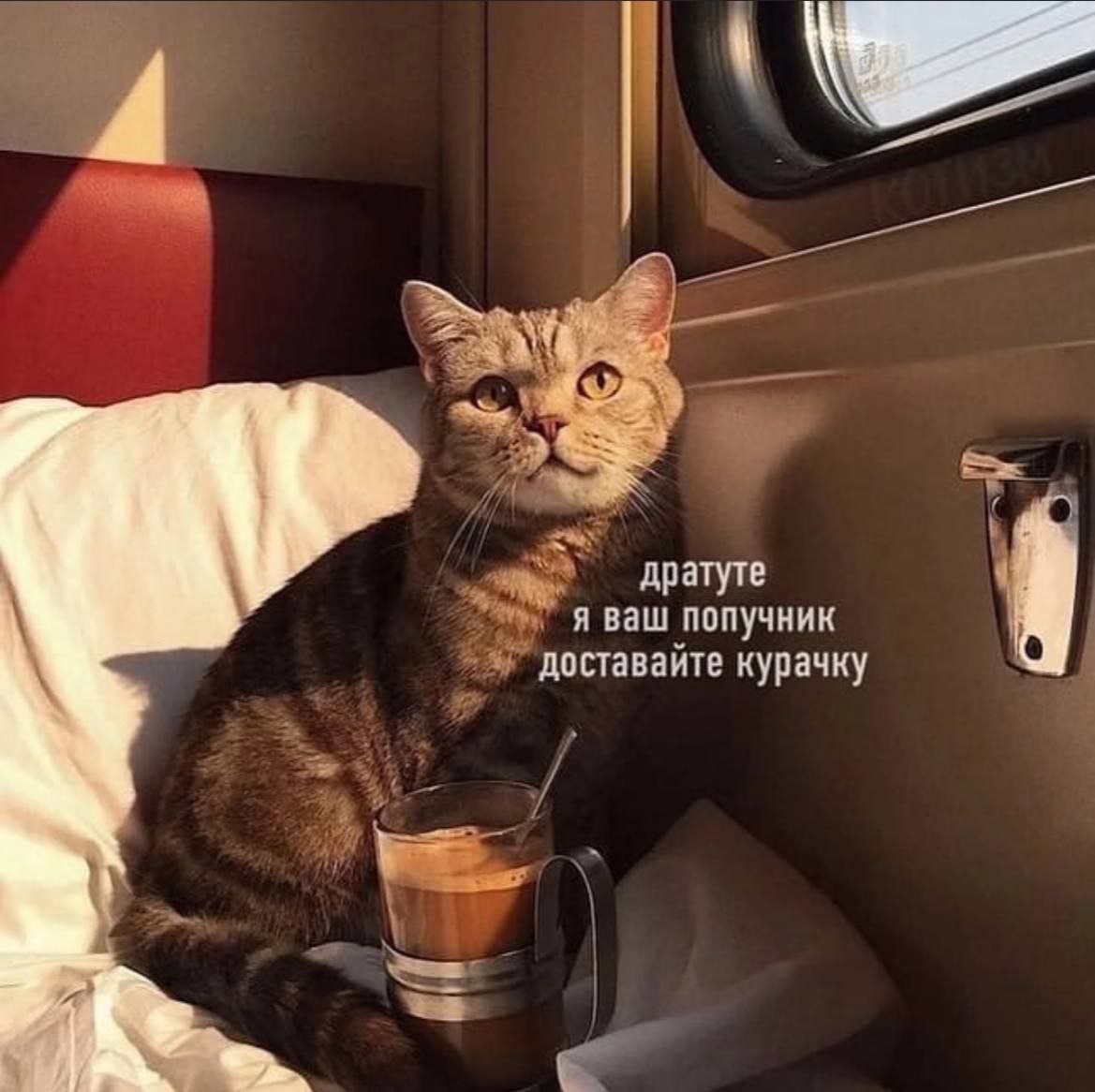 дратуте A ваш попучник доставайте курачку
