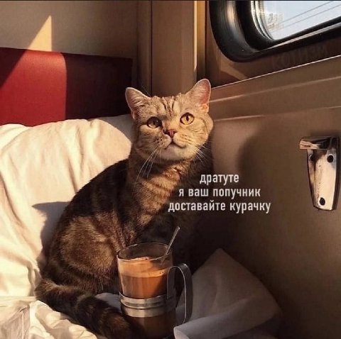 дратуте A ваш попучник доставайте курачку