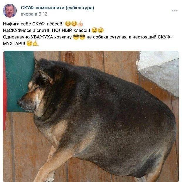 СКУФ-коммьюнити (субкльтура) 6:12 Нифига себе СКУФ-пёёсс!!! НаСКУФился и спит! ПОЛНЫЙ Однозначно УВАЖУХА хозяину 299 не собака сутулая, а настоящий СКУФ- 7%