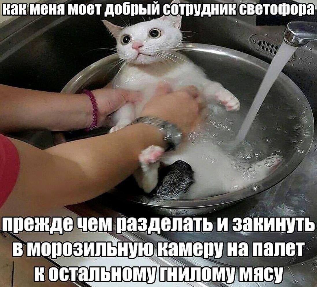 как меня моет добрый светофора прежде чем "разделать И закинуть В камеру на палет остальному гнилому мясу