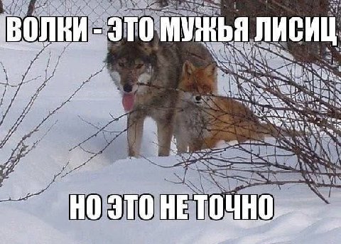 В И- ЭТО МУЖЬ ЛИСИ ite 2. и ANY ayy off 3 OHE 0 aN