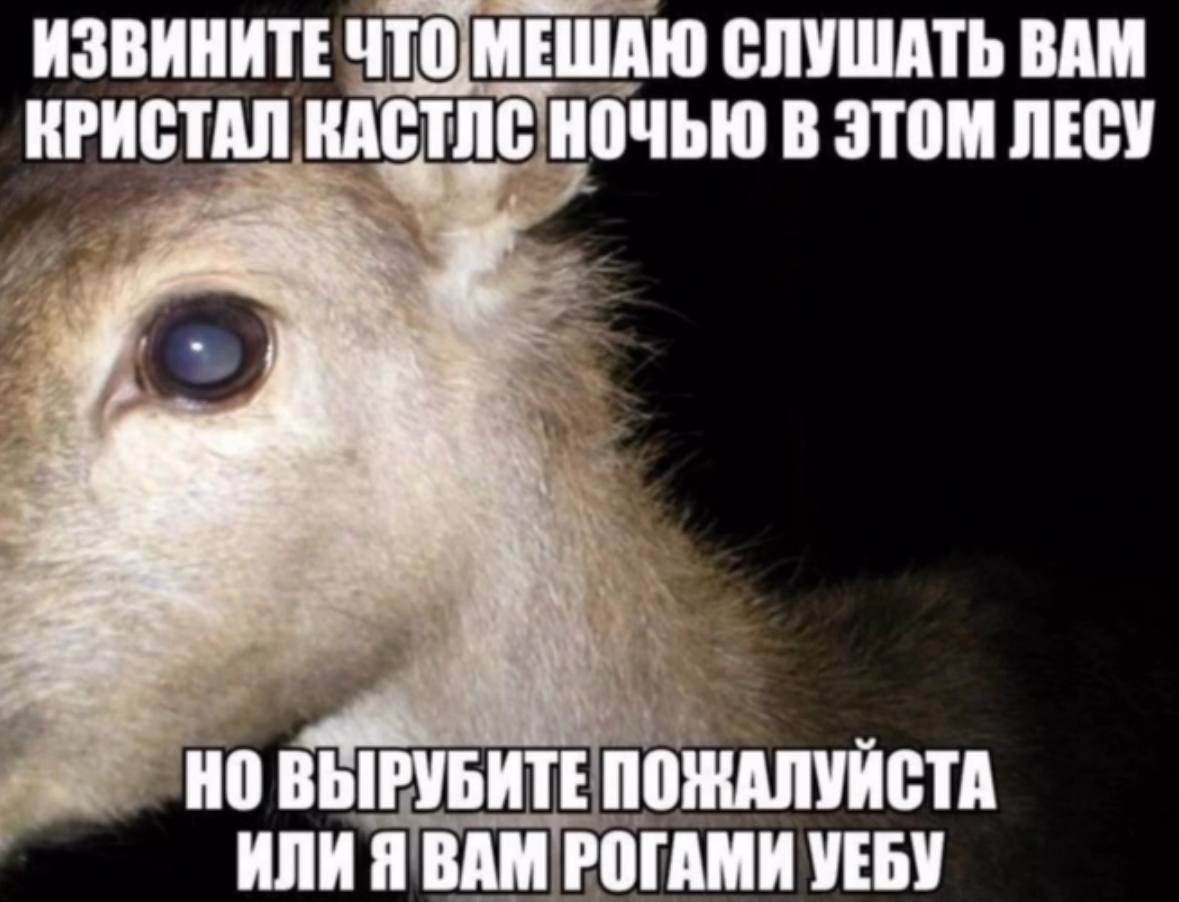 ИЗВИНИТЕ ЧТО МЕШАЮ СЛУШАТЬ ВАМ КРИСТАЛ КАСТЛС НОЧЬЮ В ЭТОМ ЛЕСУ ВЫРУБИТЕ ПОЖАЛУЙСТА ИЛИ Я ВАМ РОГАМИ УЕБУ