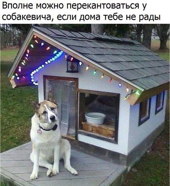 Вполне можно перекантоваться у собакевича, если дома тебе не рады