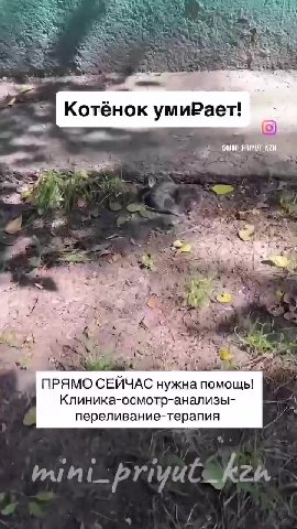Уми₽ает! Нужна помощь!

Это один из тех котят, кого не успели ещё отловить. Сегодня у него уже нет сил убегать, бороться, почти не осталось сил жить. 

Он уже в клинике, температура 32 градуса - крити