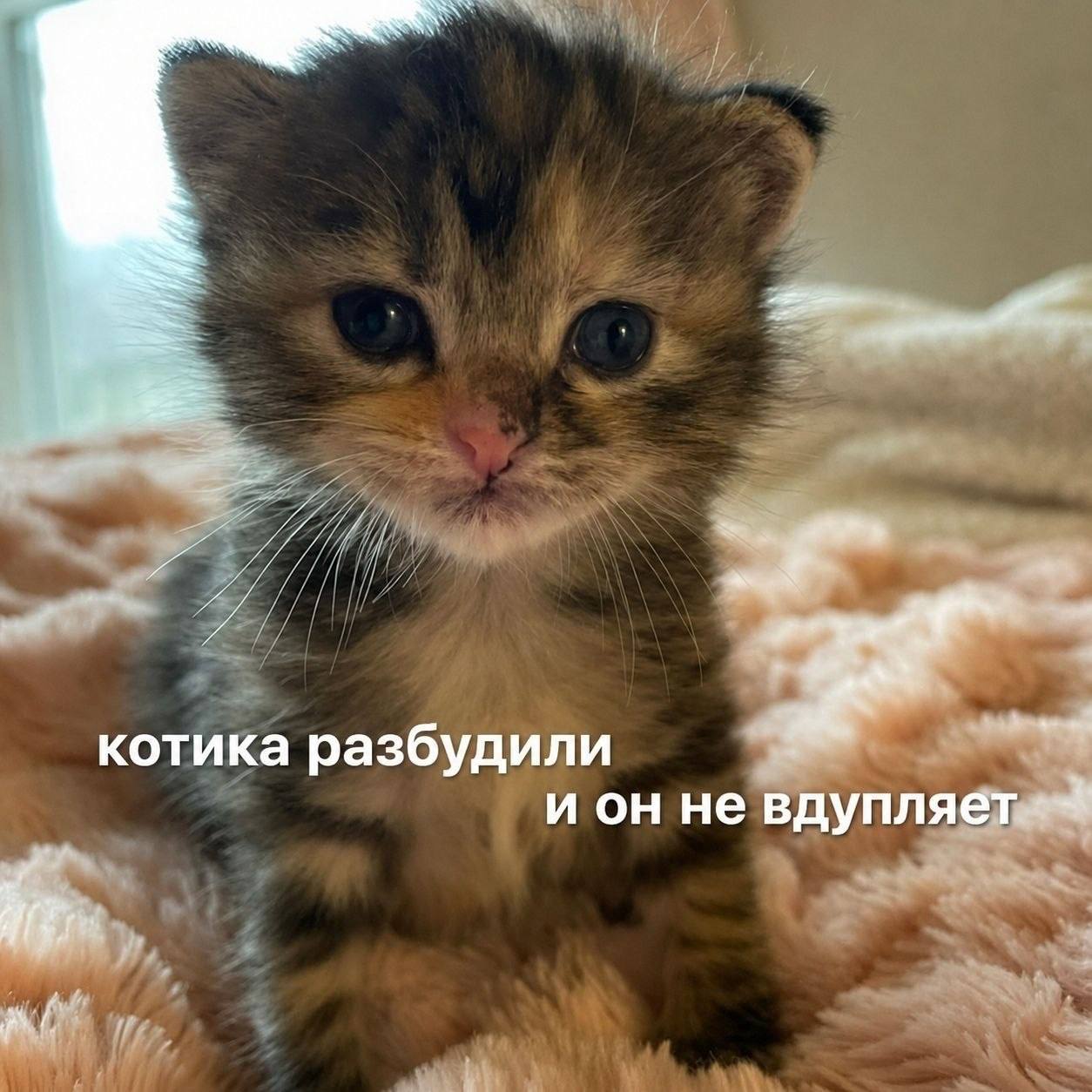 7 у котика разбудили и он не вдупляет 4 4 к
