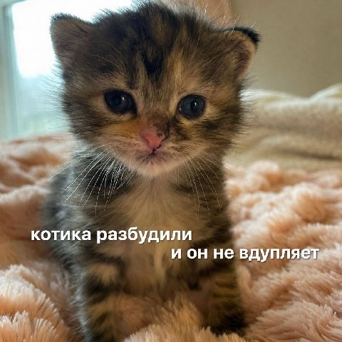 7 у котика разбудили и он не вдупляет 4 4 к