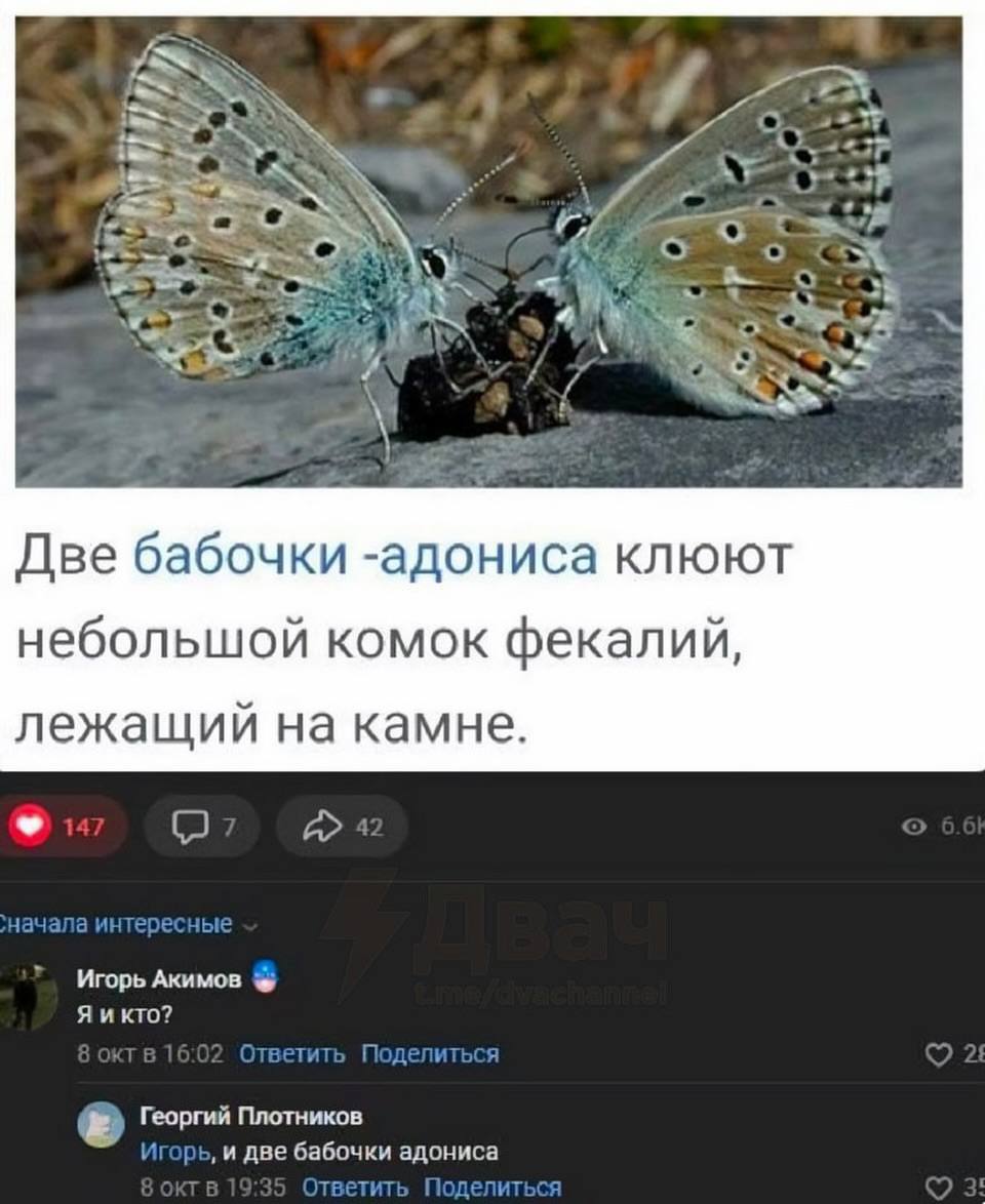 Две бабочки -адониса клюют небольшой комок фекалий, лежащий на камне. Игорь Акимов кто? Георгий Плотников ‚и две бабочки адониса