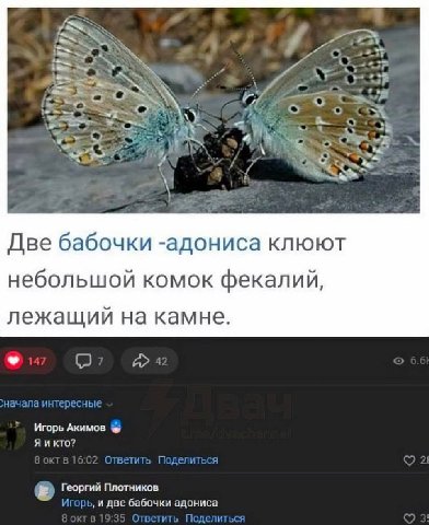 Две бабочки -адониса клюют небольшой комок фекалий, лежащий на камне. Игорь Акимов кто? Георгий Плотников ‚и две бабочки адониса