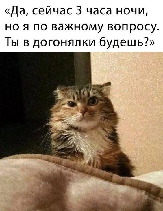 «Да, сейчас 3 часа ночи, но я по важному вопросу Ты в догонялки будешь?»