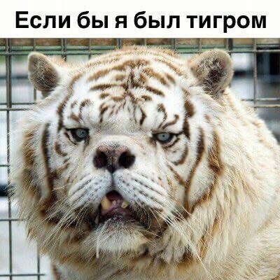 Если бы я был тигром к. 7
