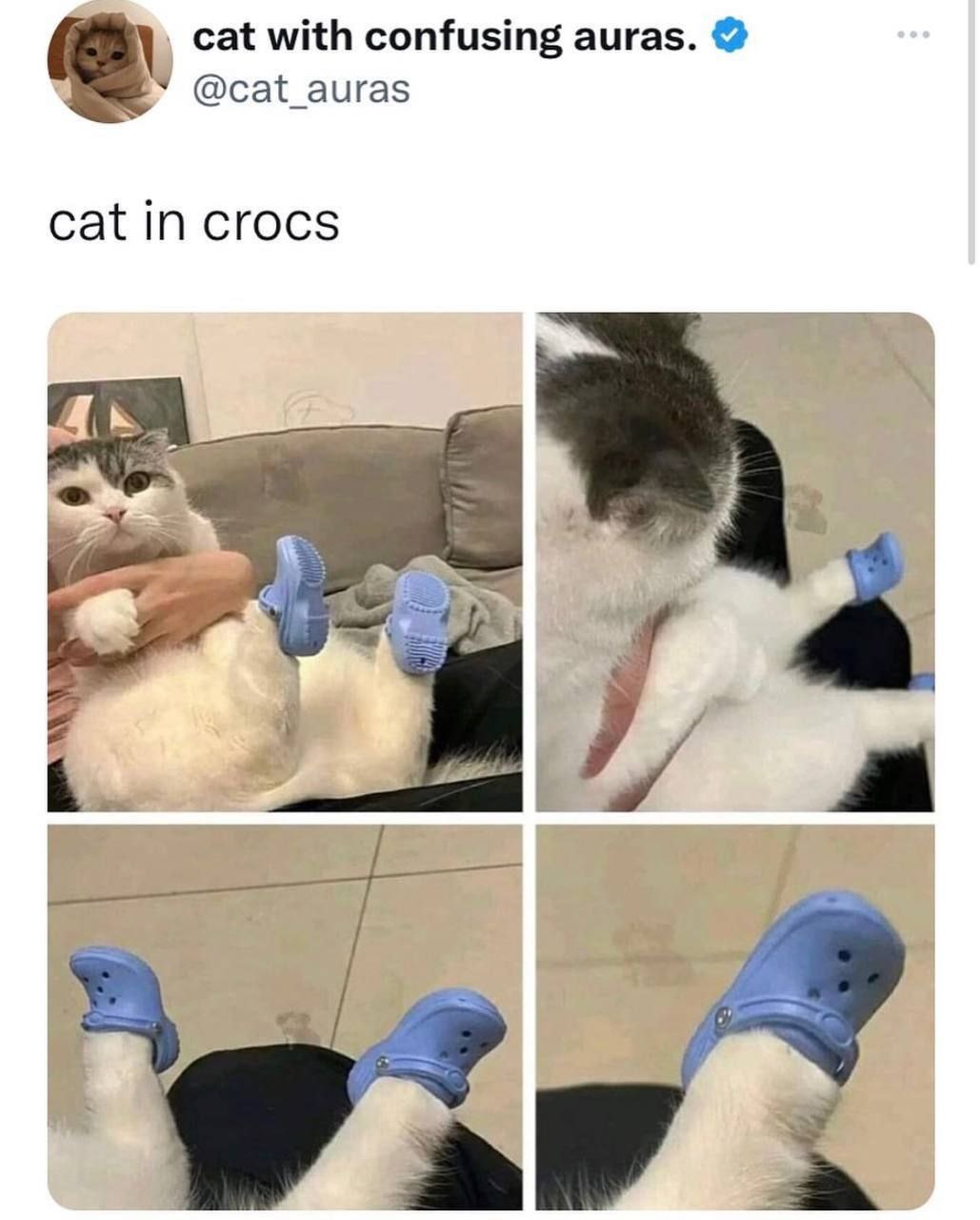 cat with confusing auras. @cat_auras cat in crocs