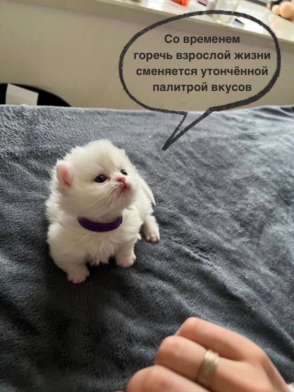 временем горечь взрослой жизни сменяется утончённой палитрой вкусов hag