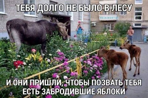 ТЕБЯ ДОЛГО HE БЫЛОВЛЕСУ И ОНИ ПРИШЛИ, ЧТОБЫ ПОЗВАТЬ ТЕБЯ ЕСТЬ ЗАБРОДИВШИЕ ЯБЛОКИ